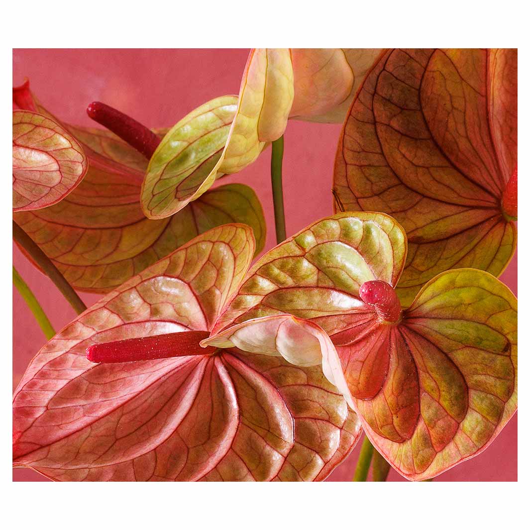 ANTHURIUM LIGHT PINK AND GREEN ON MAGENTA VINYL FOAM MAT