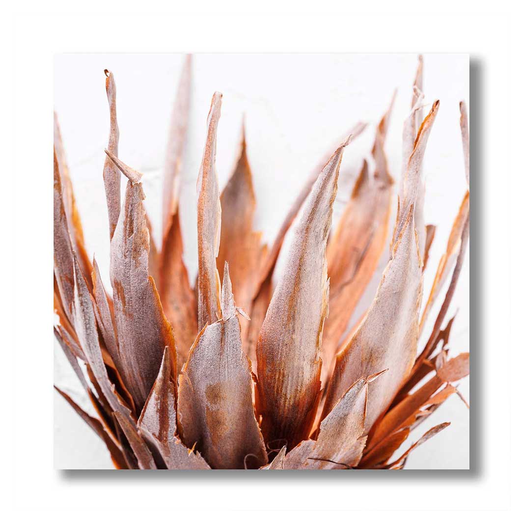 DRIED PINK PROTEA PERSPEX