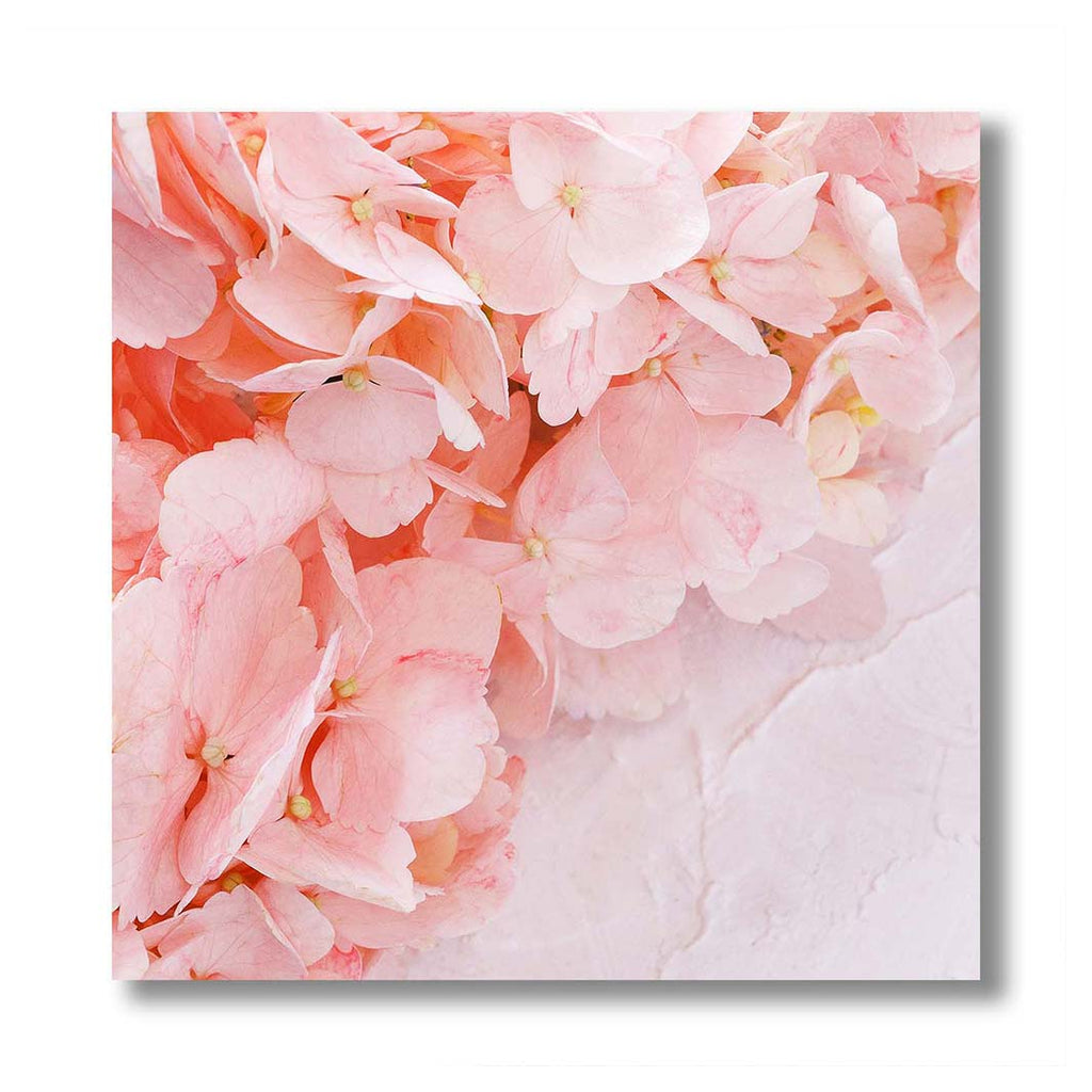 HYDRANGEA SOFT PINK PERSPEX